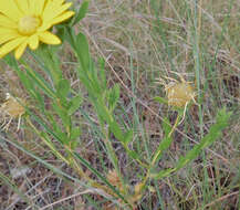 Image of Texas sleepydaisy