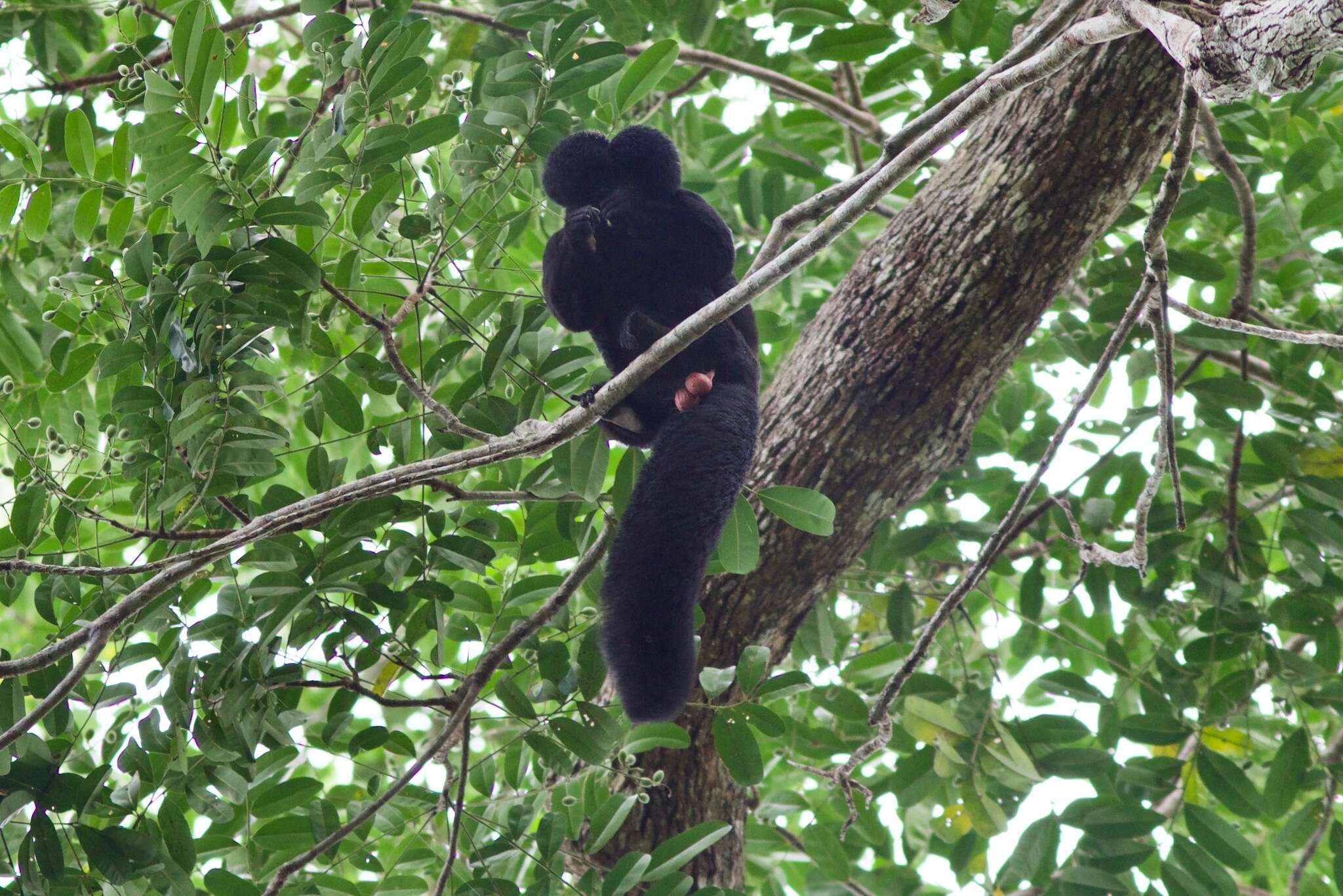 Image of Bearded Saki