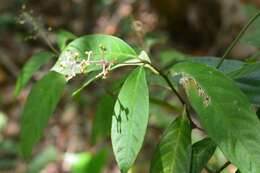 Image of nodding wild coffee