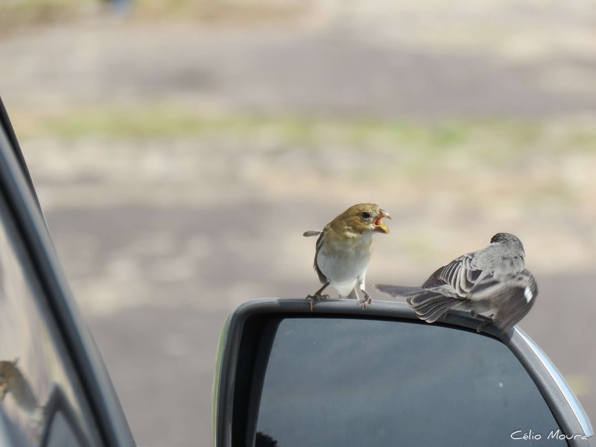 Image of White-throated Seedeater