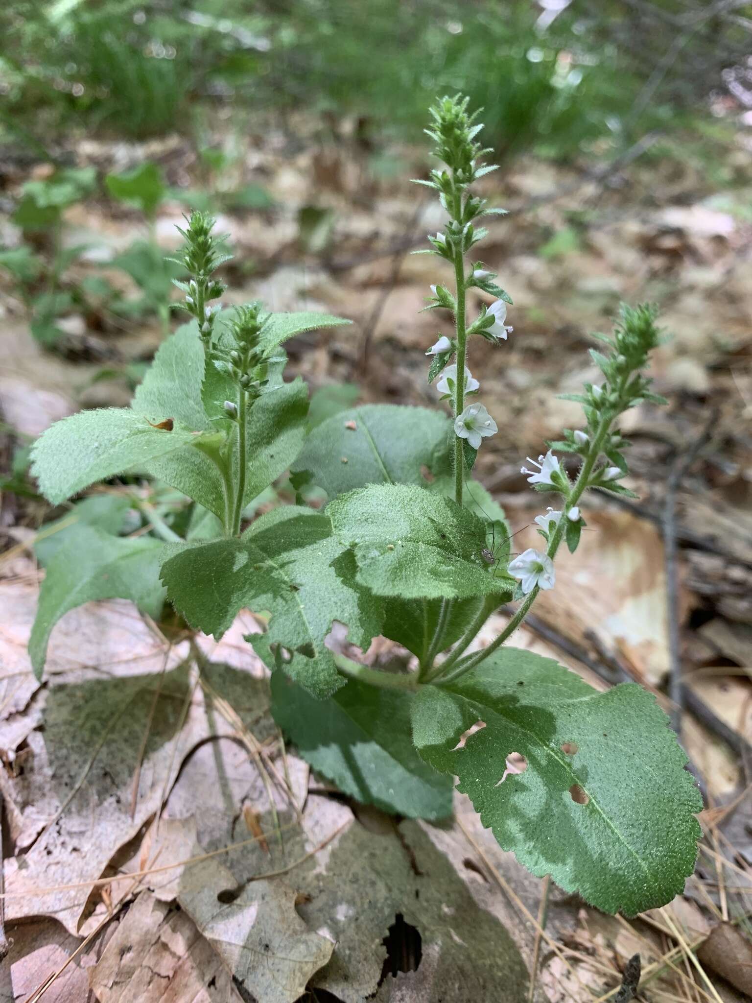 Imagem de Veronica officinalis var. officinalis