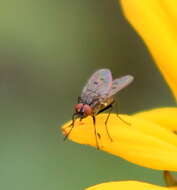 Plancia ëd Anthomyia ochripes Thomson 1869