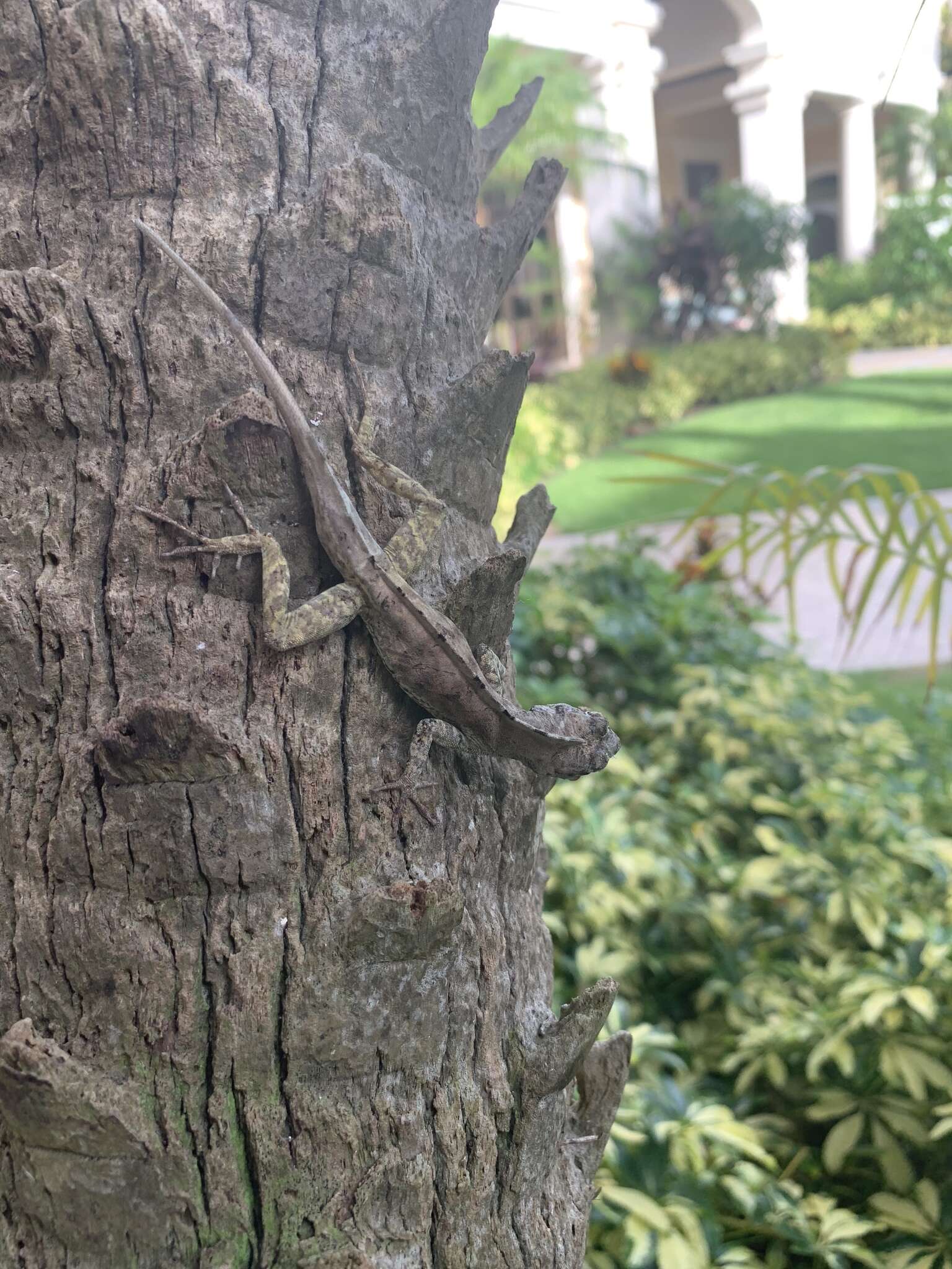 Image de Anolis scriptus Garman 1887