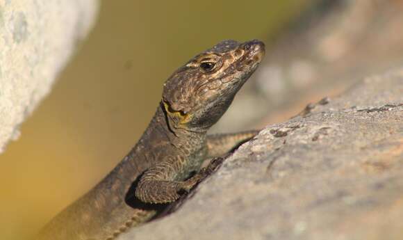 Image of False girdled lizards