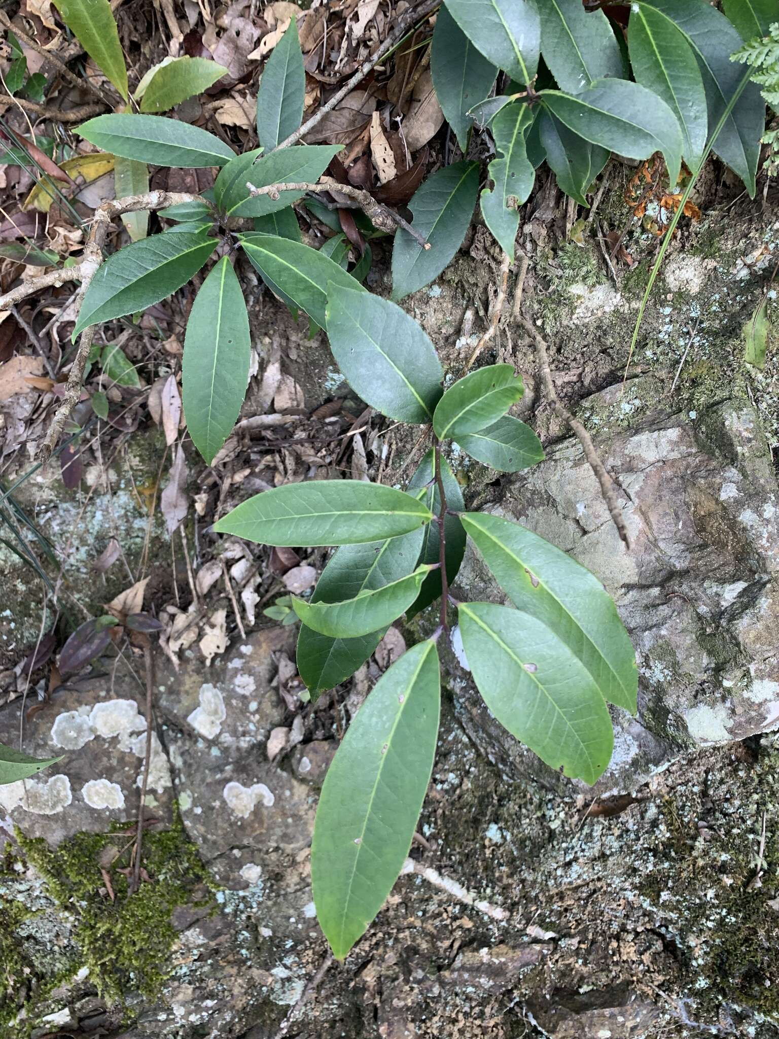 Image of Ilex tugitakayamensis Sasaki