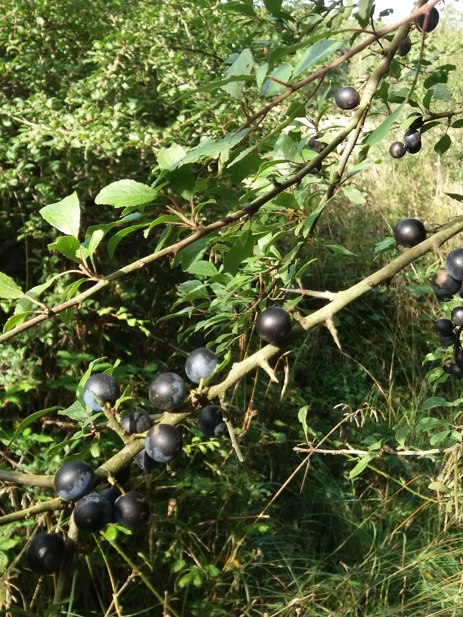 Image of Blackthorn