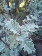 Imagem de Buddleja glomerata H. Wendl.