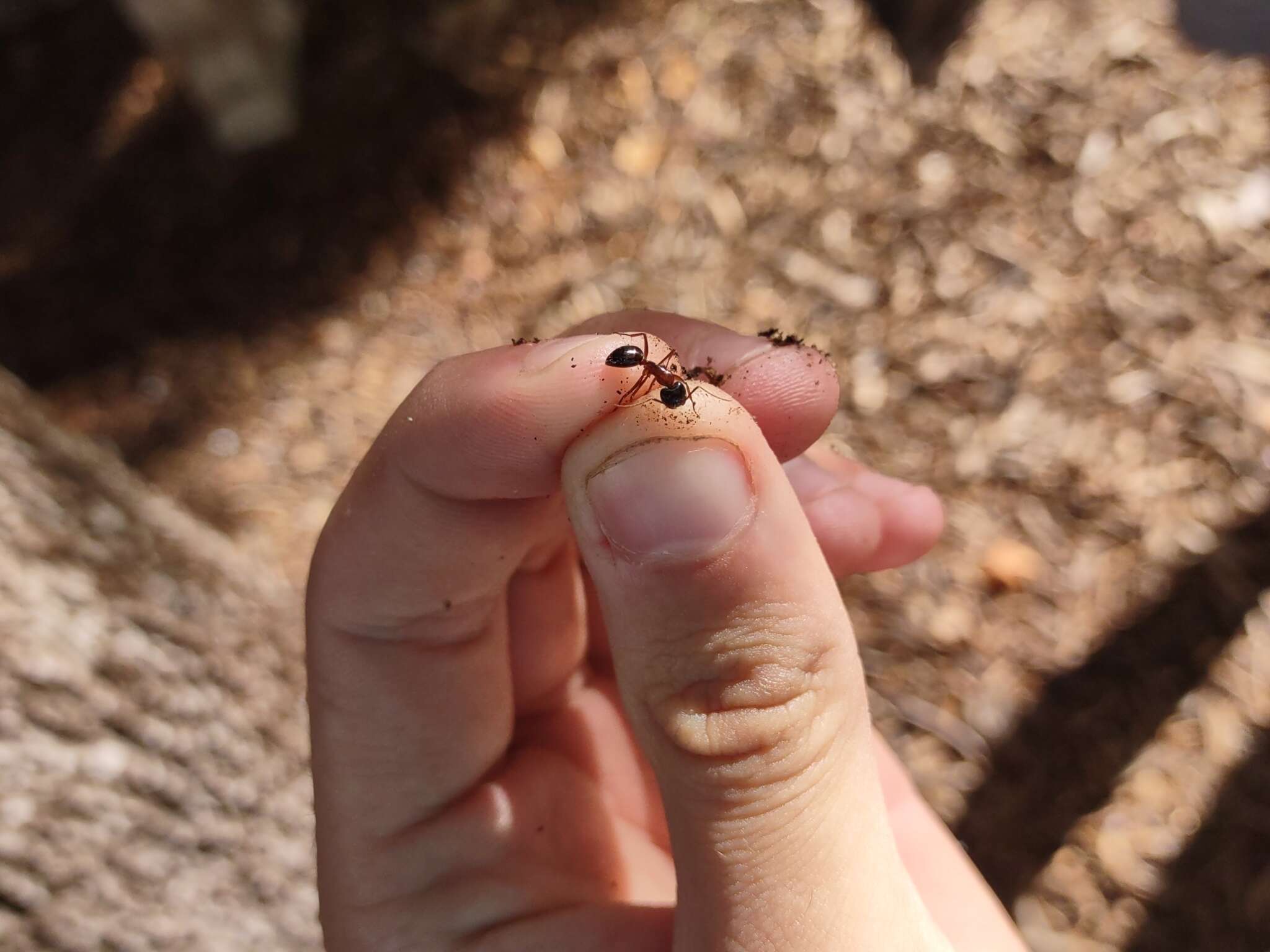 Image of Camponotus semitestaceus Snelling 1970