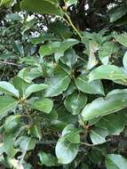 Cinnamomum micranthum (Hayata) Hayata的圖片