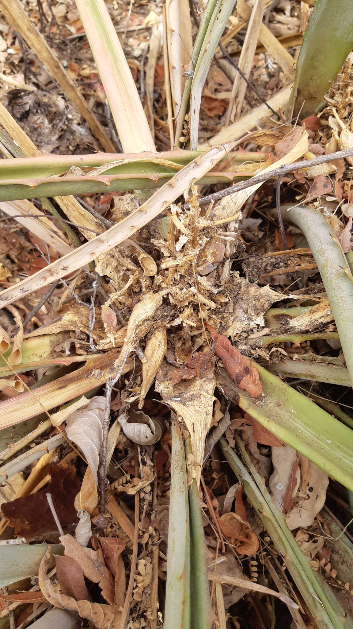 Image of Bromelia hemisphaerica Lam.