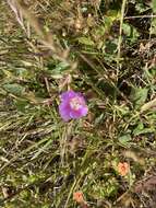 Plancia ëd Clarkia prostrata H. & M. Lewis