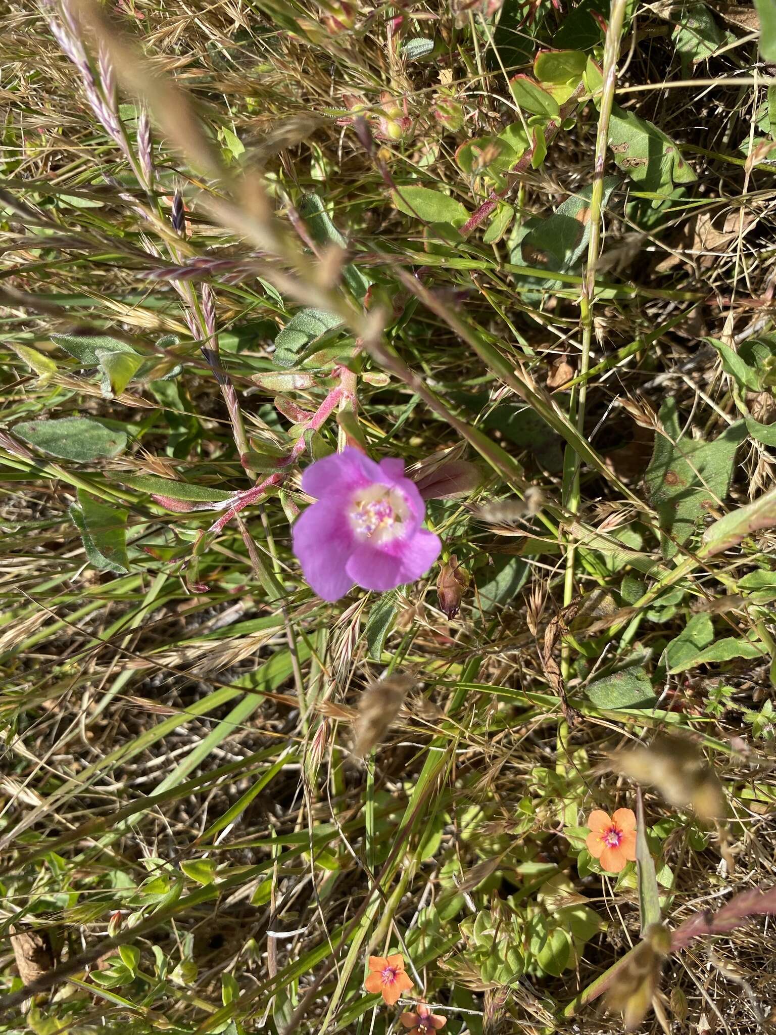 Plancia ëd Clarkia prostrata H. & M. Lewis