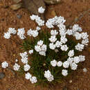 Слика од Laxmannia grandiflora Lindl.