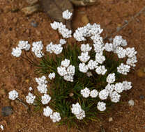 Слика од Laxmannia grandiflora Lindl.