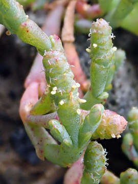 Image of Salicornia quinqueflora Bunge ex Ung.-Sternb.