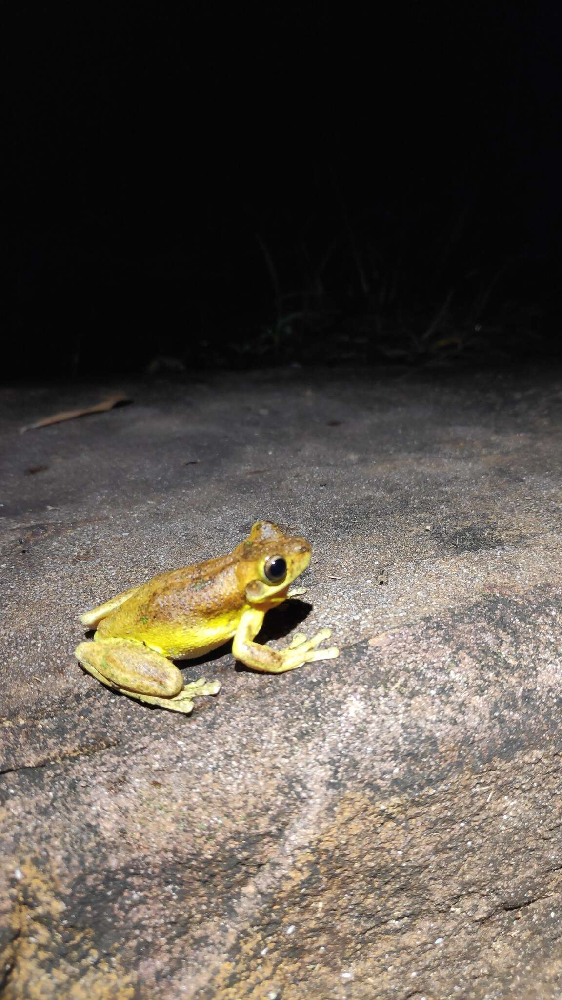 Image of Laughing Tree Frog