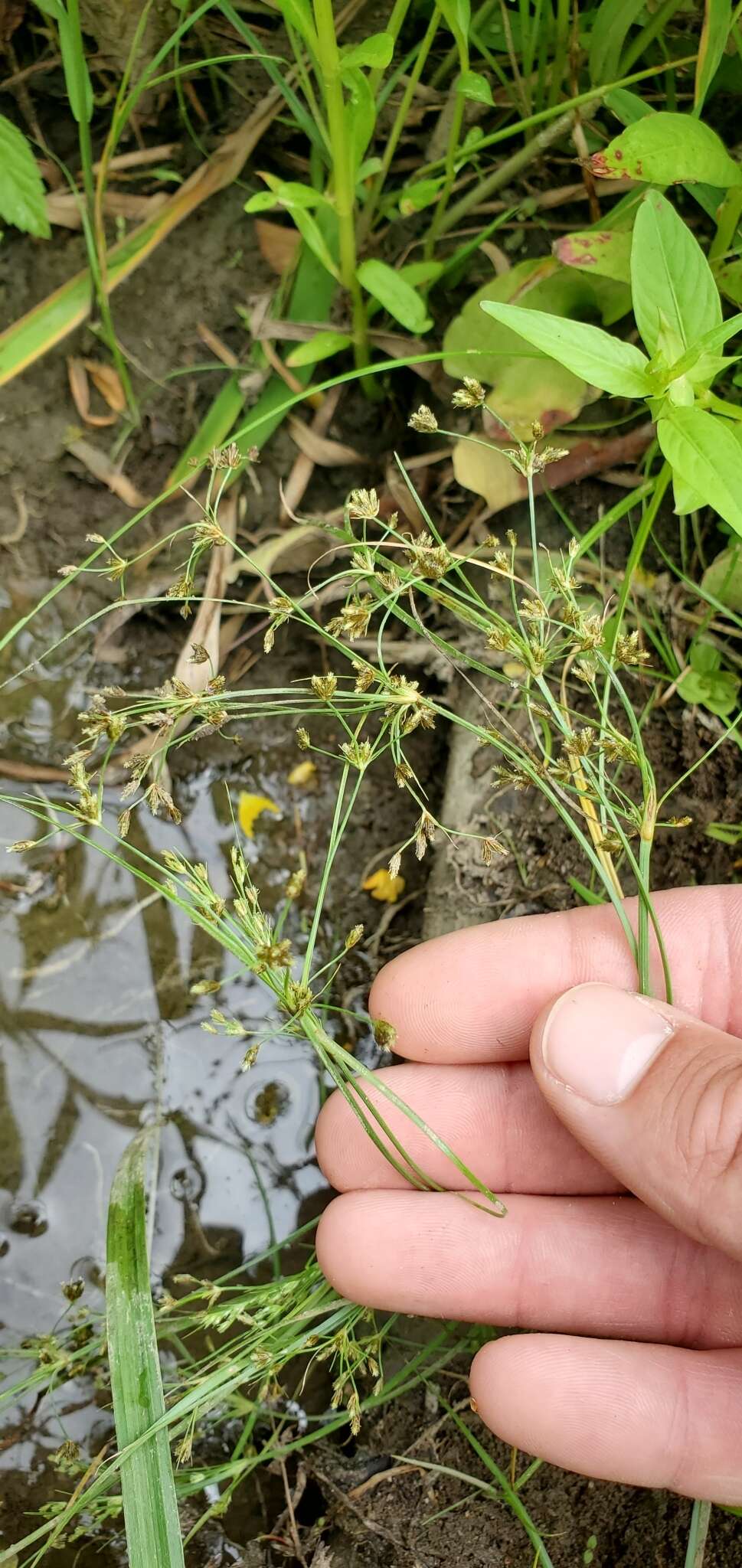 Imagem de Fimbristylis quinquangularis subsp. quinquangularis