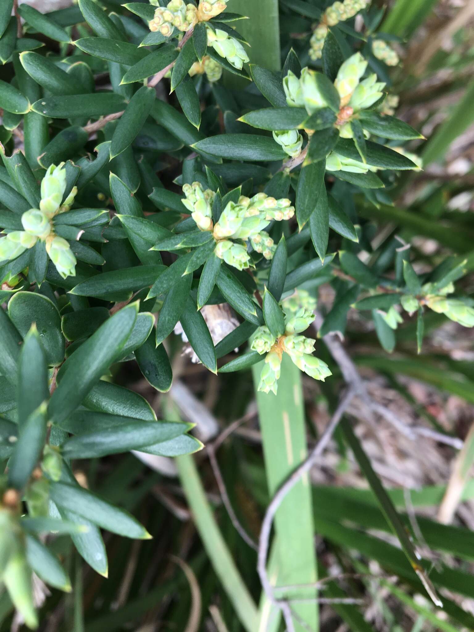 Image of Monotoca elliptica (Smith) R. Br.