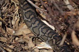 صورة Morelia spilota imbricata (L. A. Smith 1981)