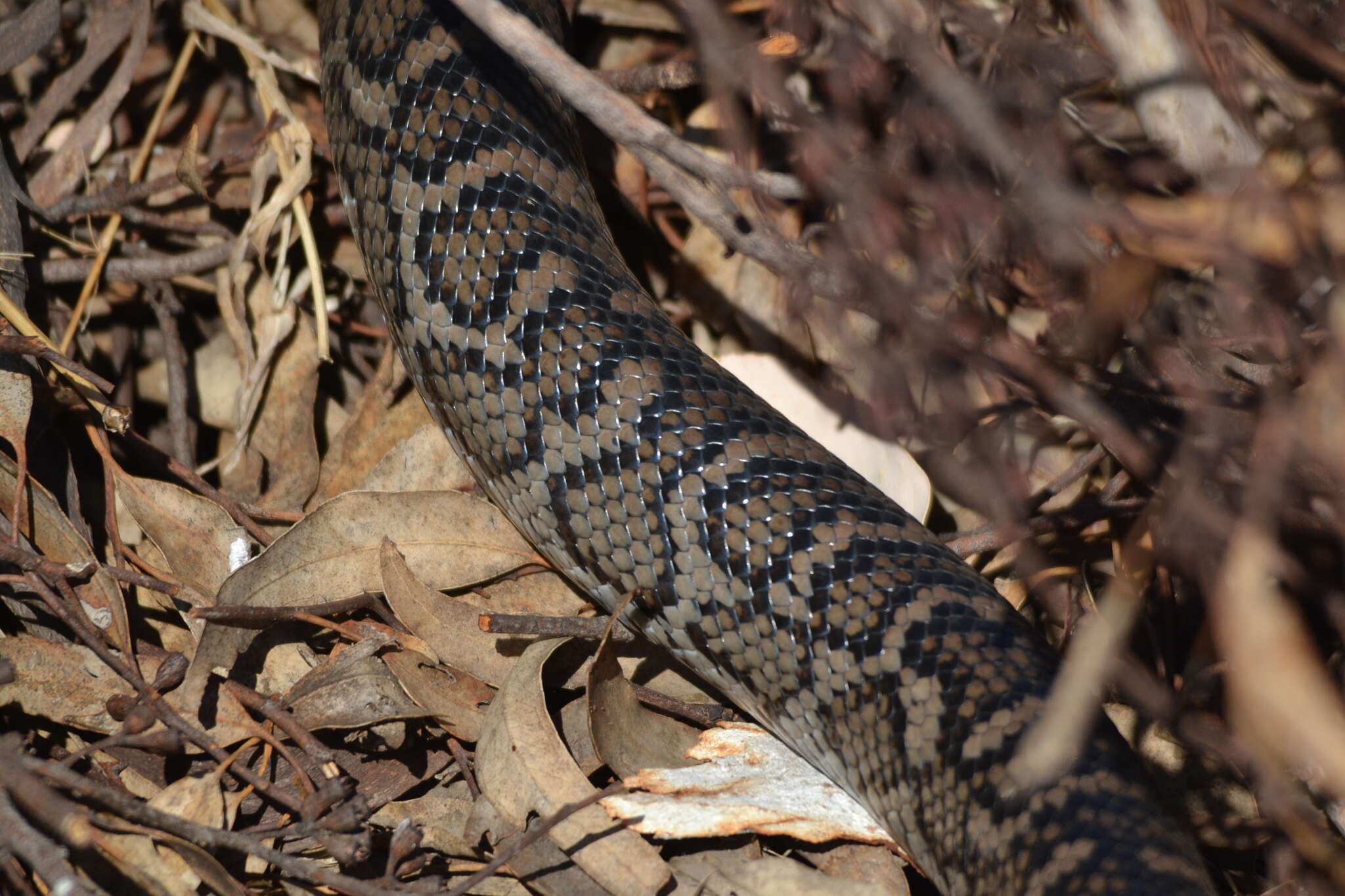 Image of Morelia spilota imbricata (L. A. Smith 1981)