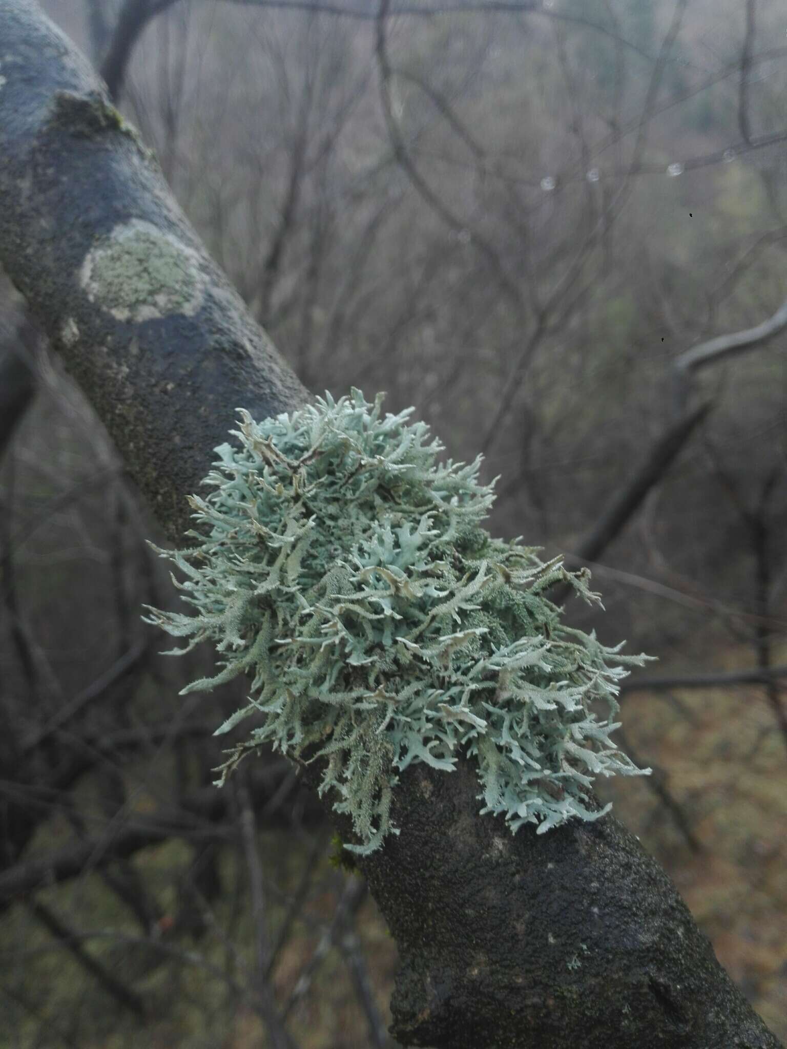 Image of light and dark lichen