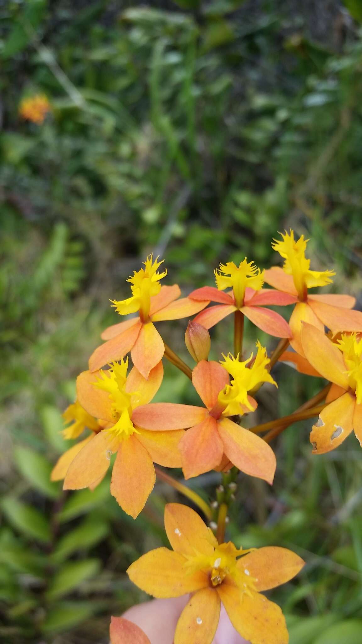 Plancia ëd Epidendrum obrienianum Rolfe