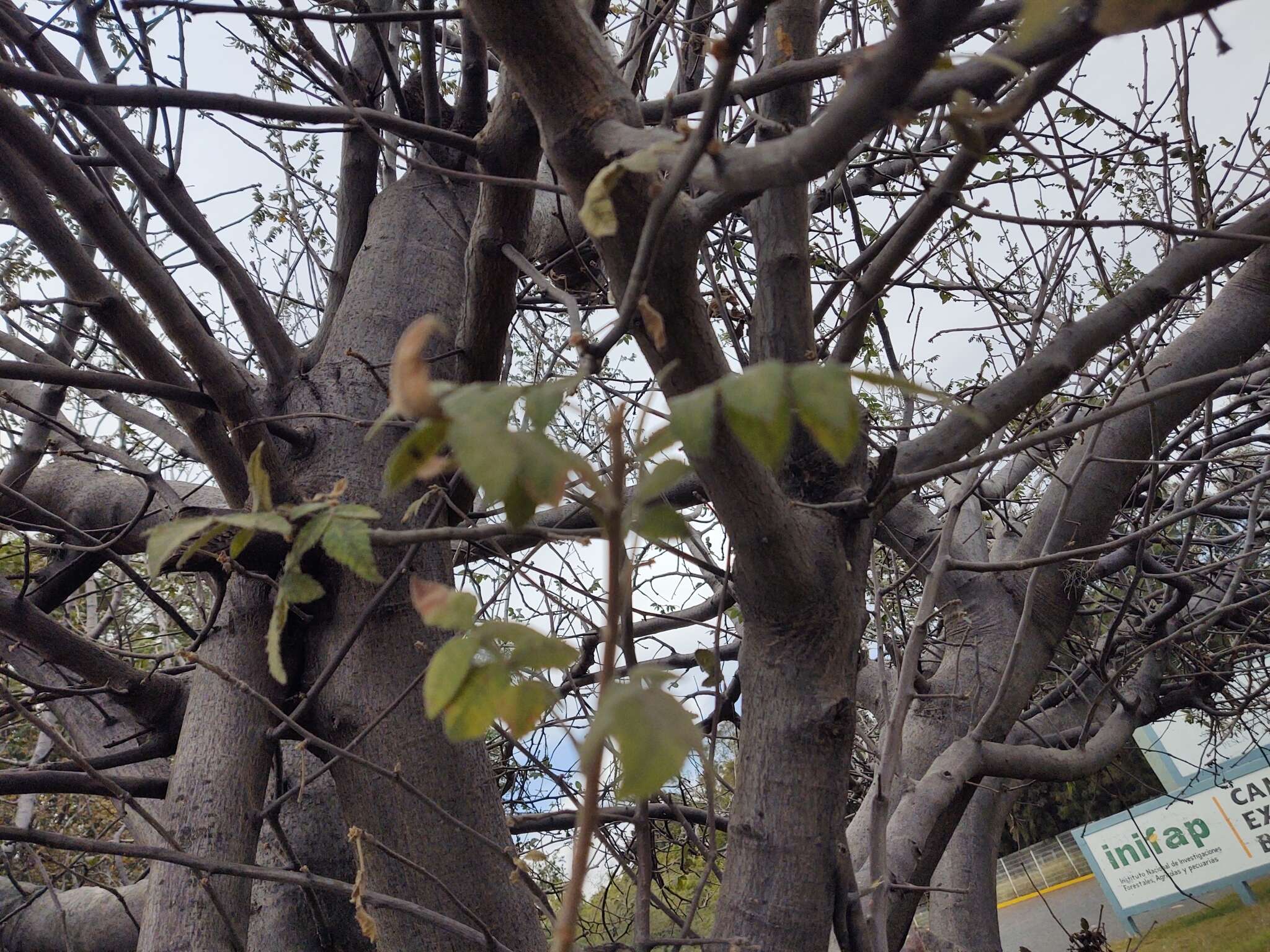 Image de Bursera palmeri S. Wats.