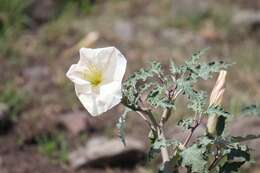 Image of Latin Thorn-Apple