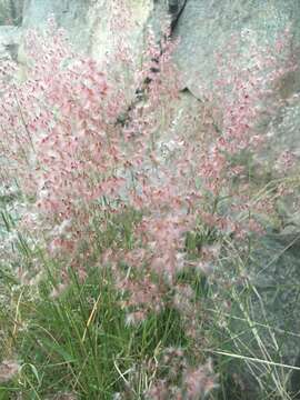 Image of Melinis repens subsp. repens