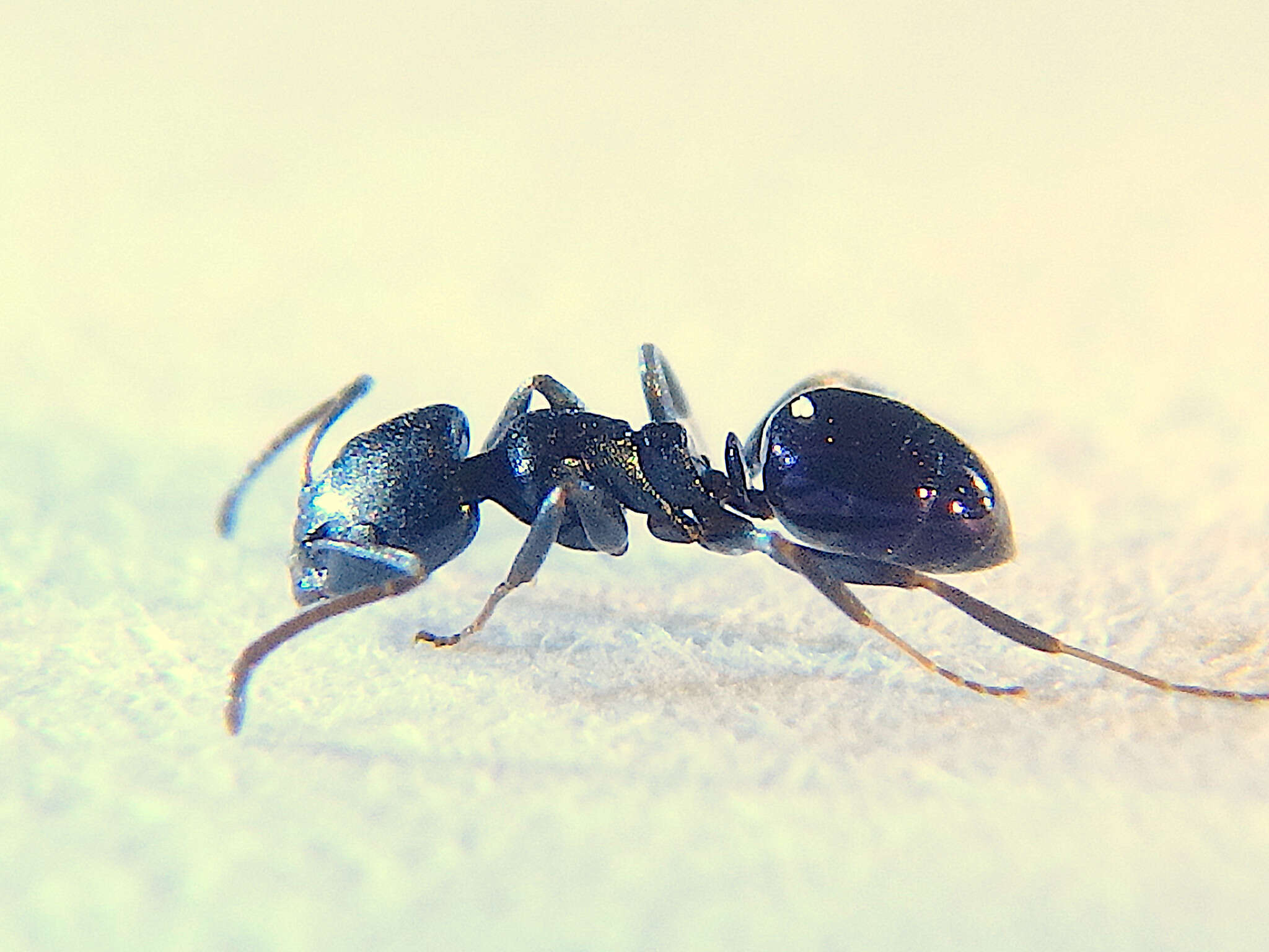 Image of Ant