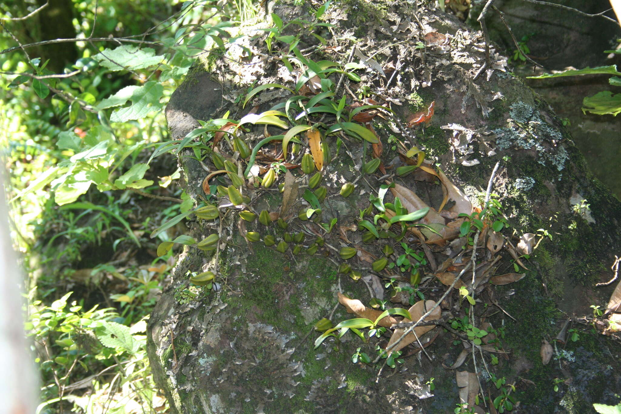 Image of Bulbophyllum sandersonii subsp. sandersonii