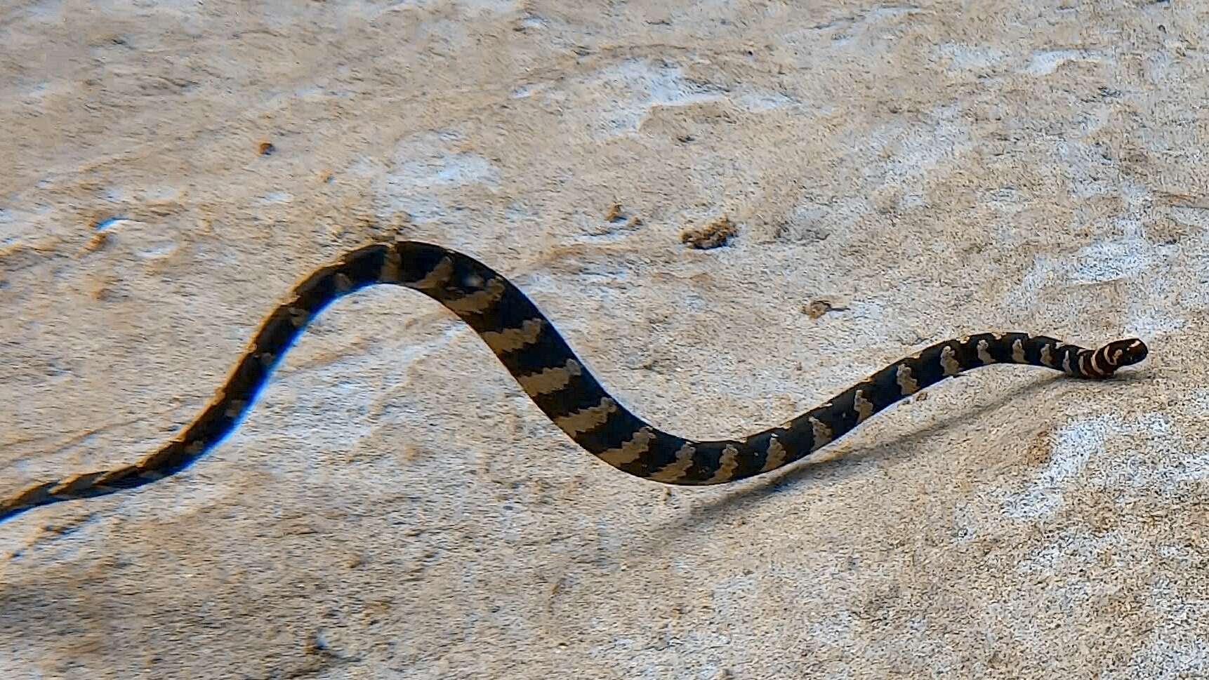 Image of Turtlehead Sea Snakes