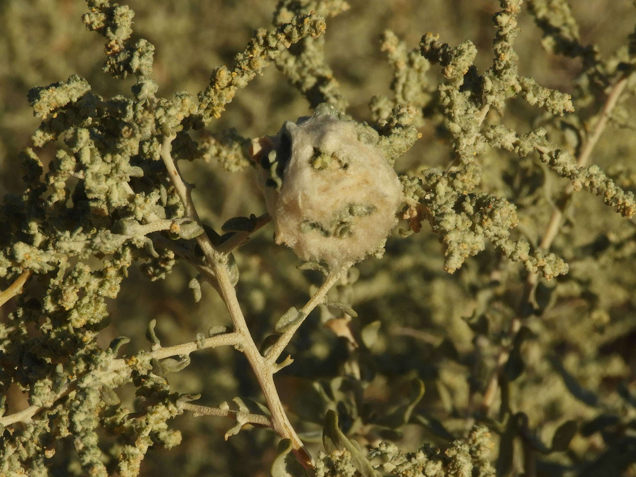 Image of Asphondylia floccosa Gagne 1986