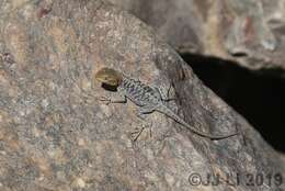 Image of Himalayan Agama