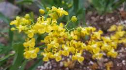 Image of Oncidium cheirophorum Rchb. fil.