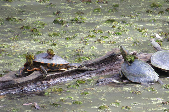 Image of Black-bellied Slider