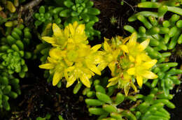 Plancia ëd Sedum ruwenzoriense E. G. Baker