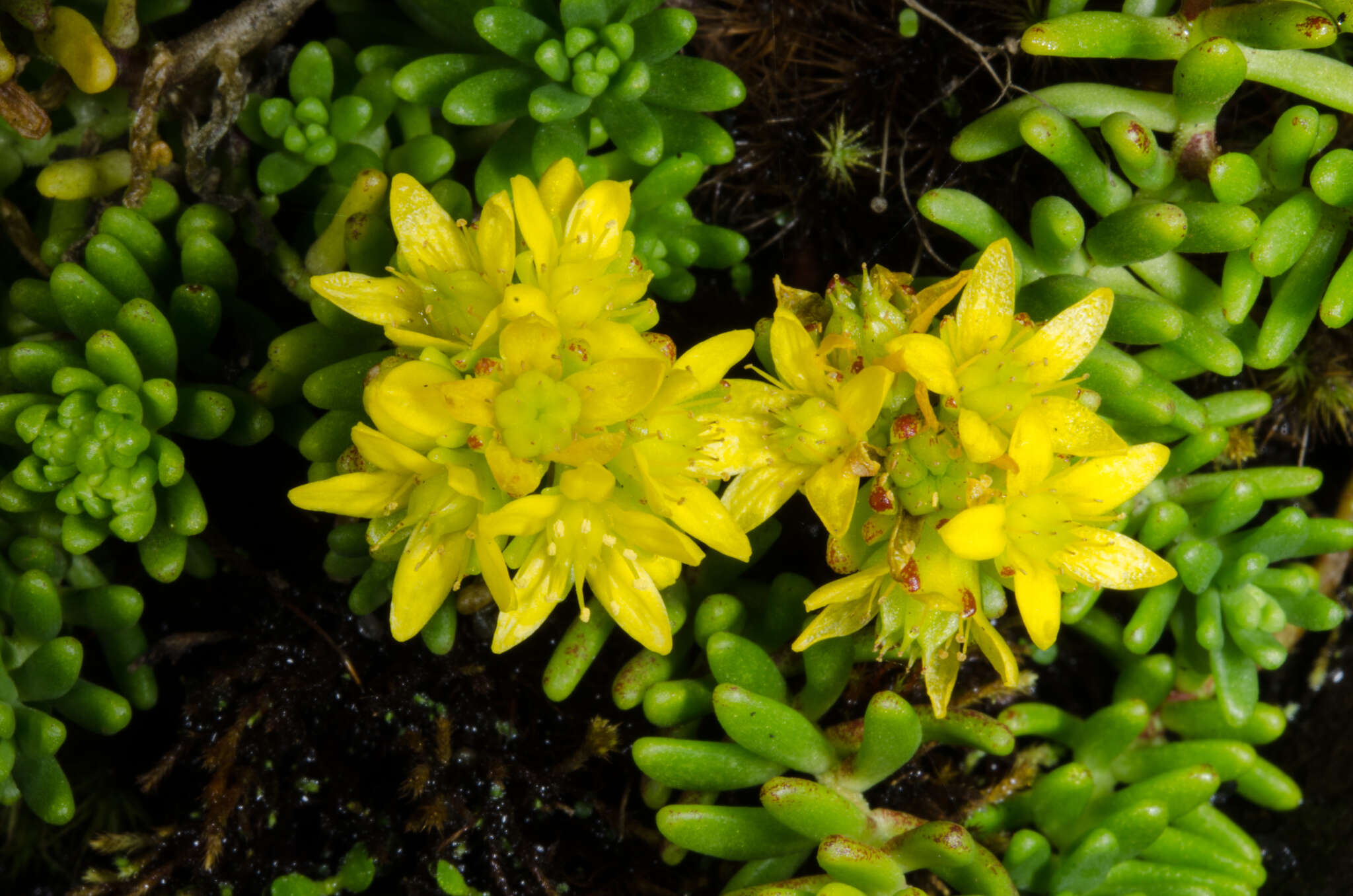 Plancia ëd Sedum ruwenzoriense E. G. Baker