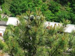 Imagem de Pinus koraiensis Siebold & Zucc.