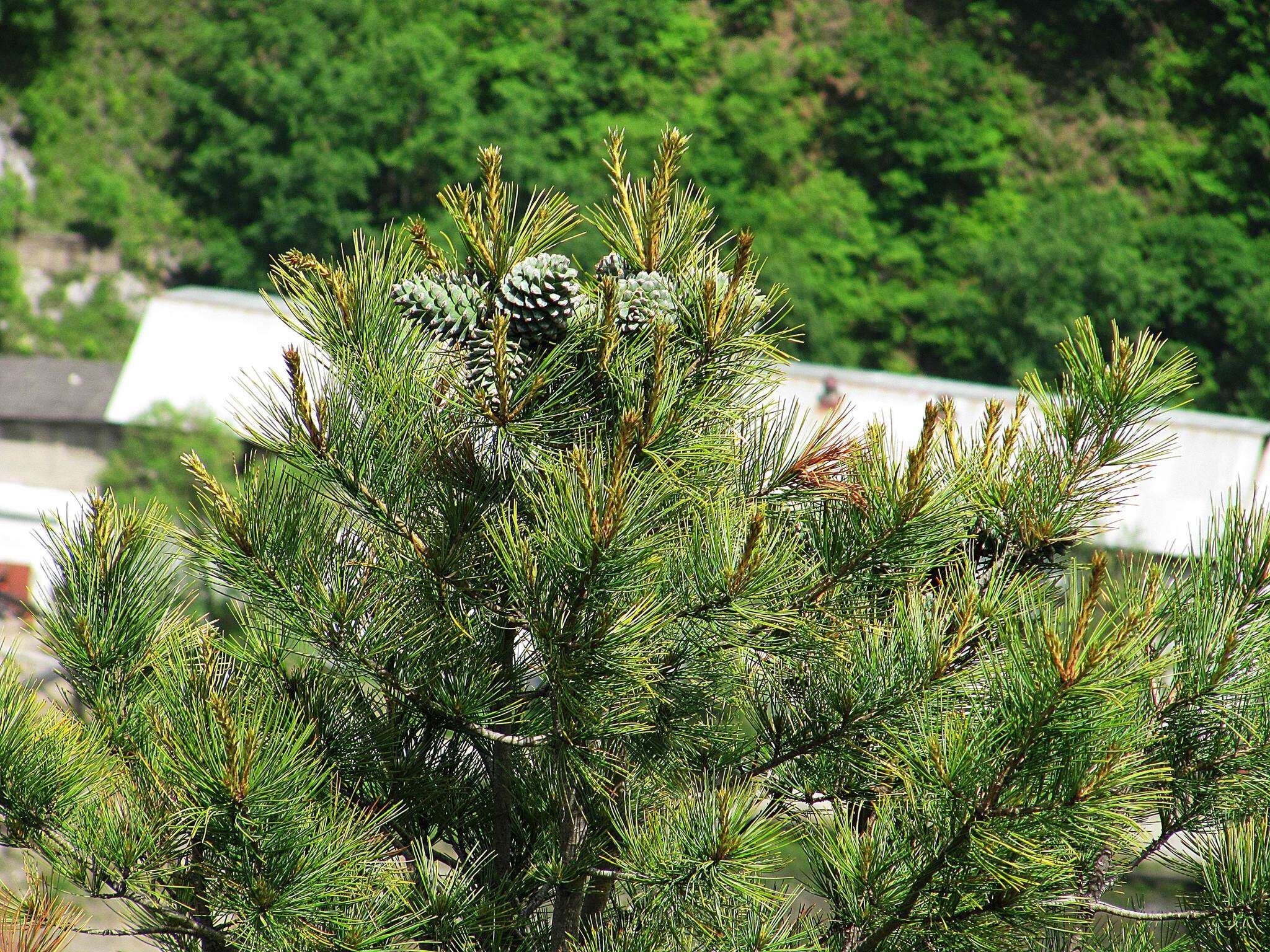 Imagem de Pinus koraiensis Siebold & Zucc.