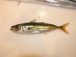 Image of Jack Mackerel