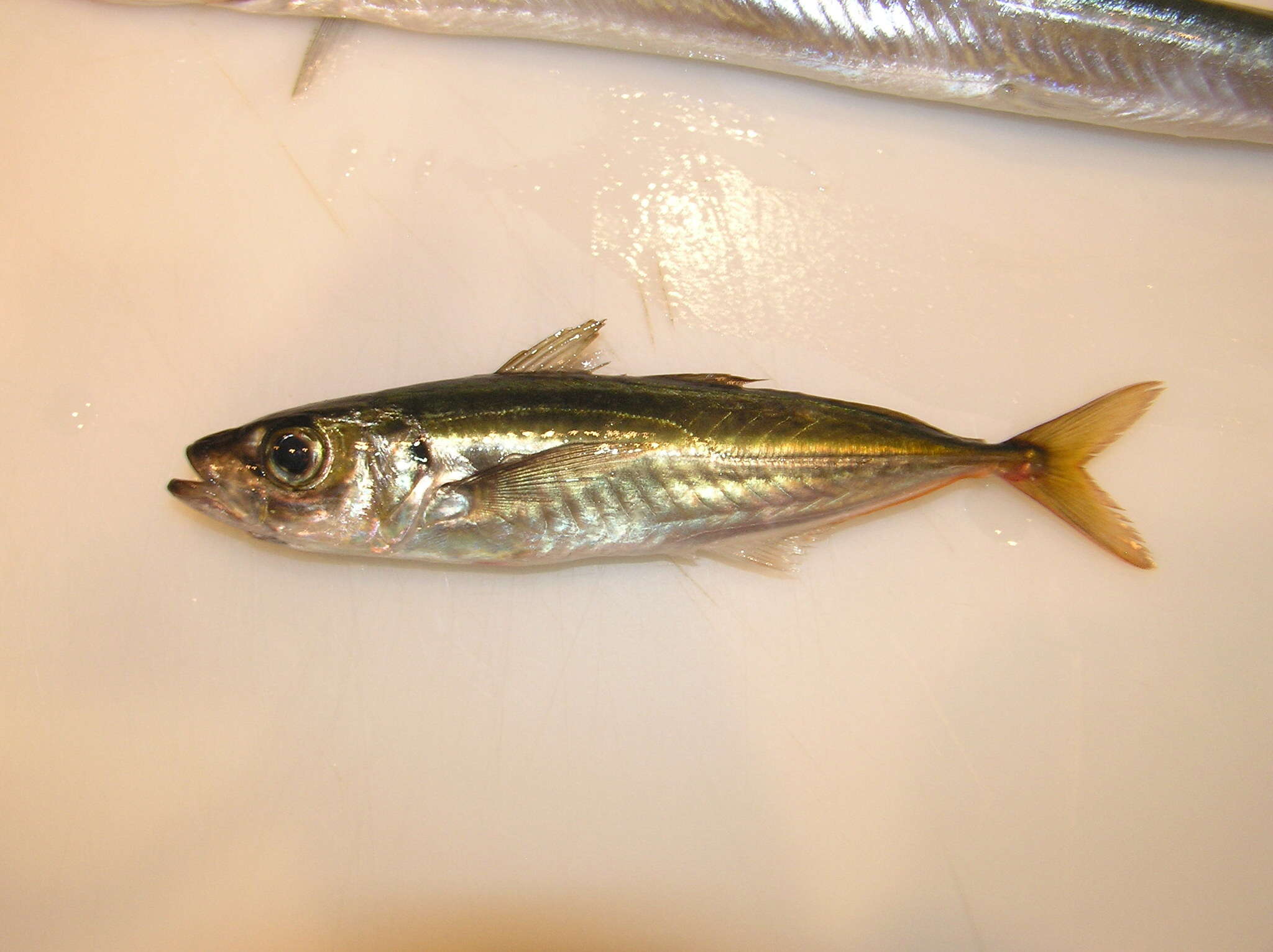 Image of Jack Mackerel