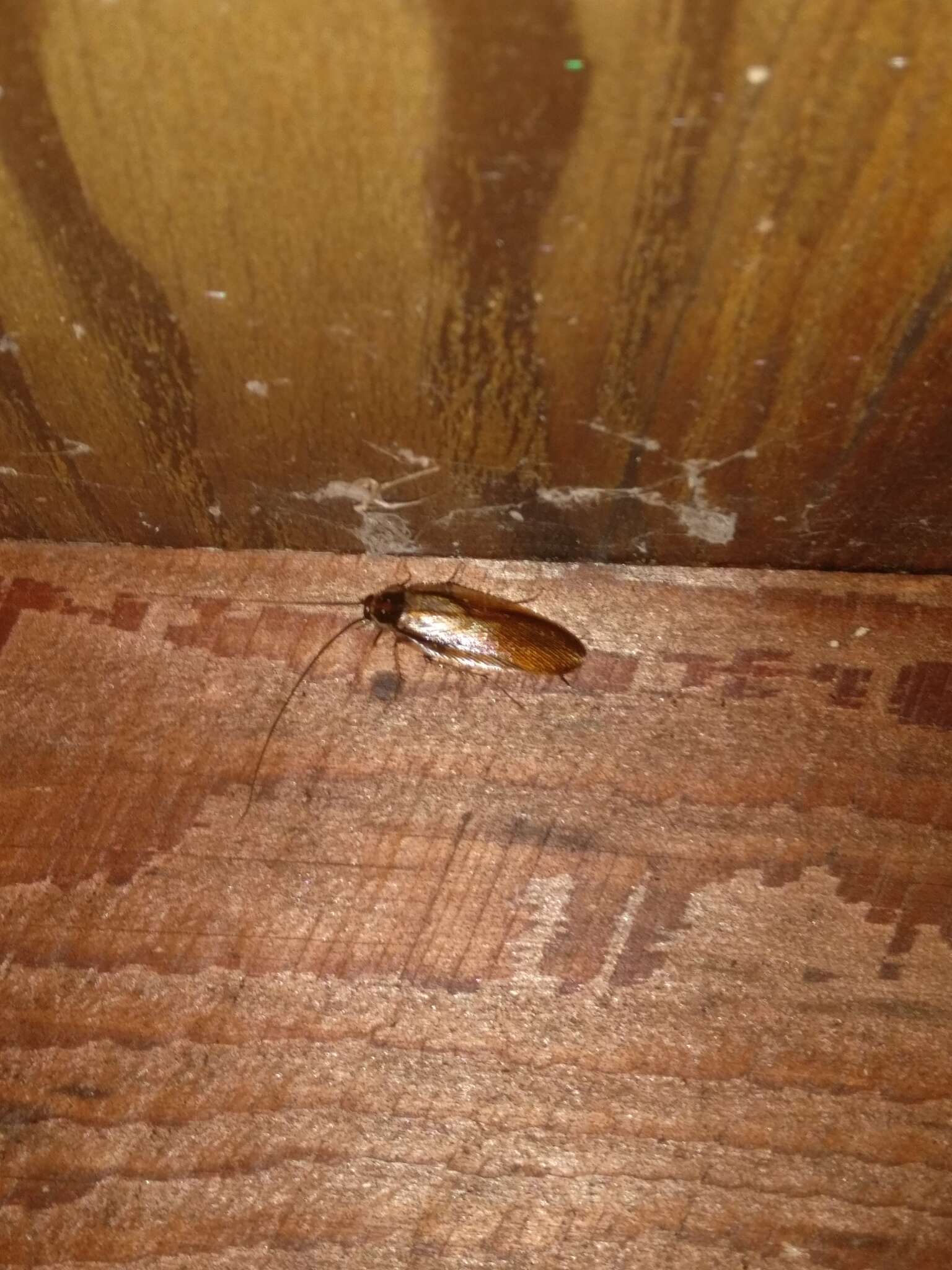 Image of Pennsylvania Wood Cockroach