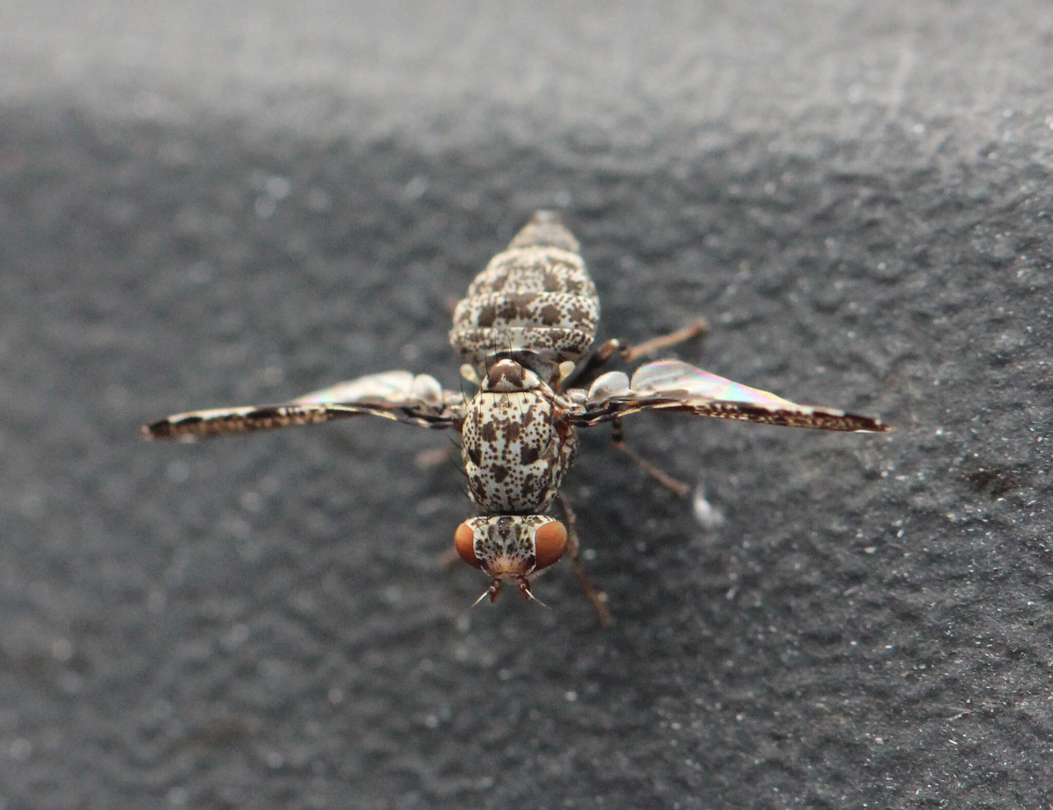 Image of Callopistromyia strigula (Loew 1873)