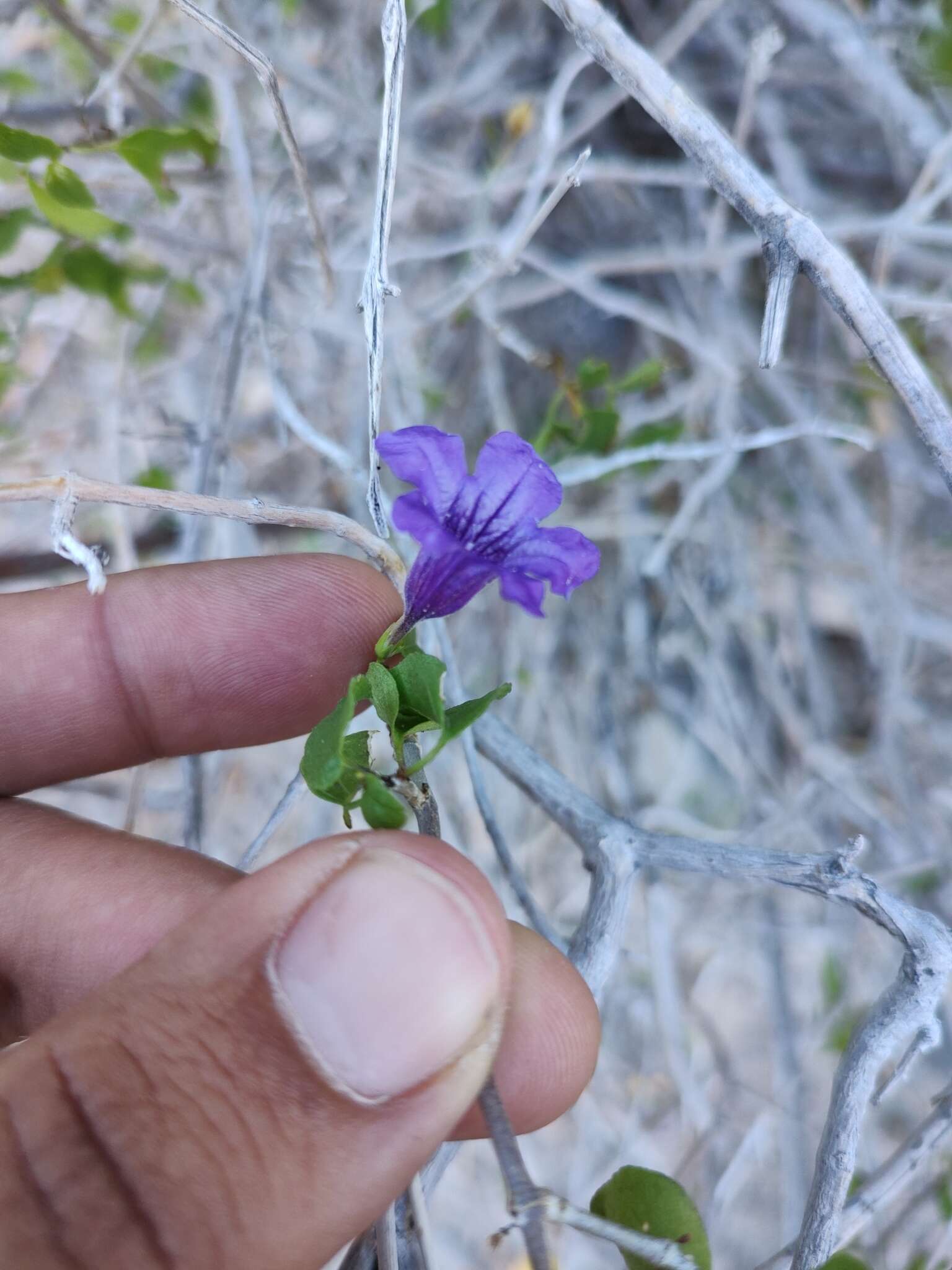 Sivun Ruellia californica subsp. peninsularis (Rose) T. F. Daniel kuva