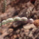 Слика од Acacia lycopodiifolia A. Cunn. ex Hook.