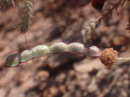 Слика од Acacia lycopodiifolia A. Cunn. ex Hook.