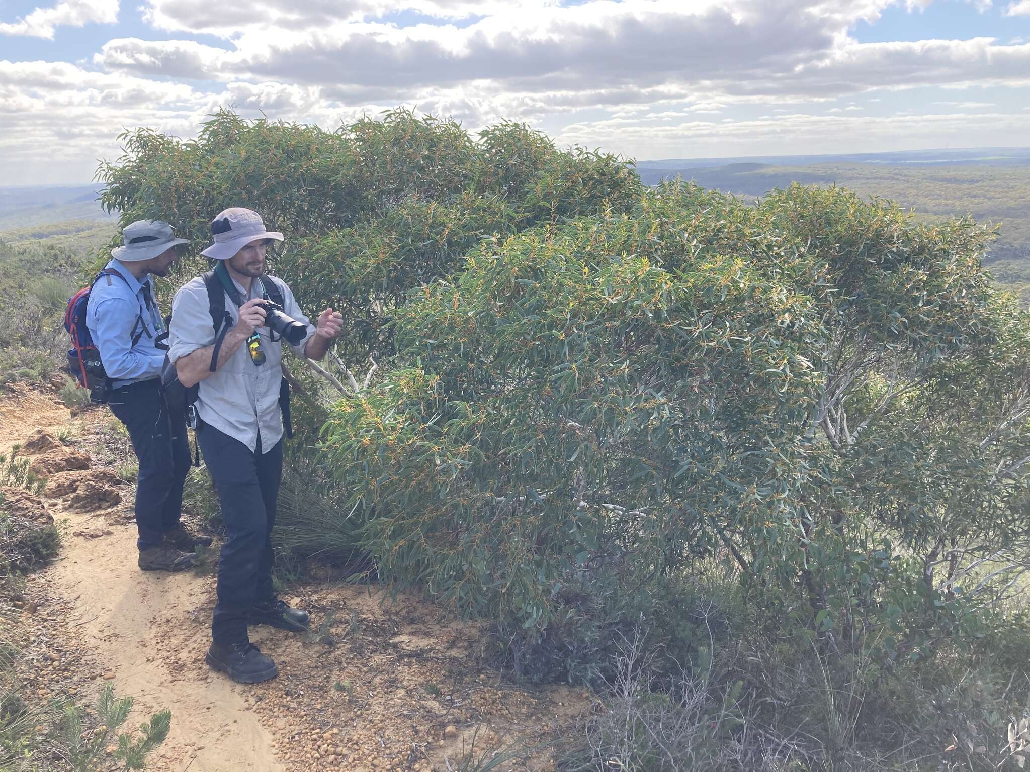 Image of Eucalyptus suberea M. I. H. Brooker & S. D. Hopper