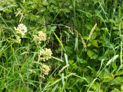 Image of Tall Manna Grass