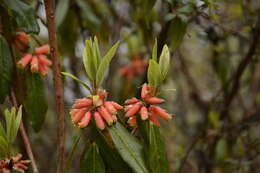 Image de Rhododendron keysii Nutt.